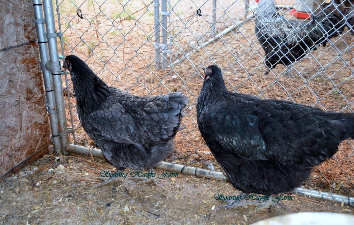 Джерсийский гигант голубой