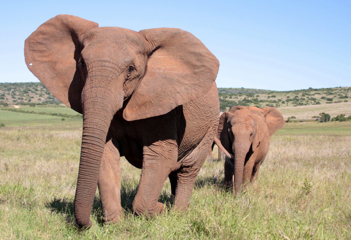 Одомашненный Африканский слон