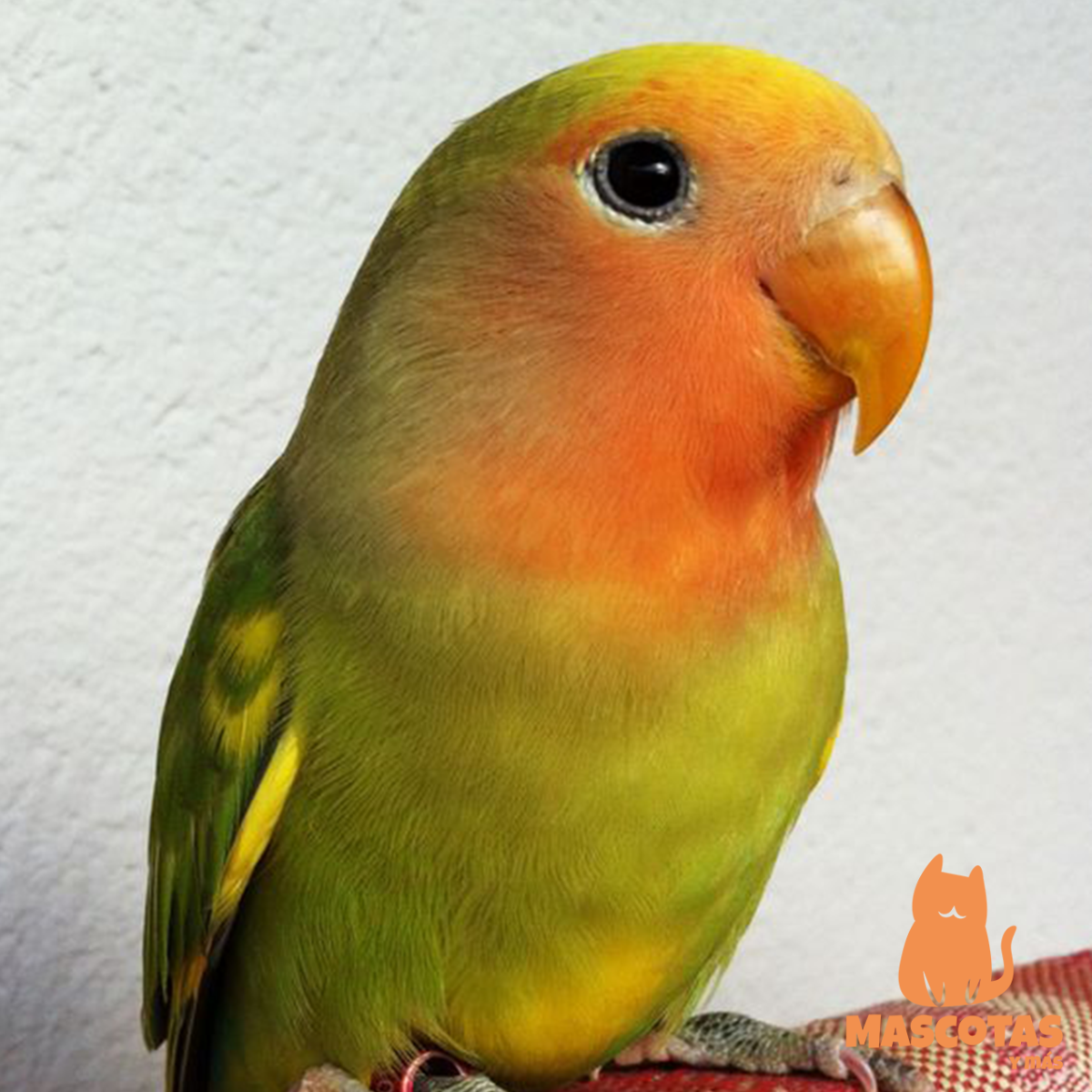 Попугай манго порода