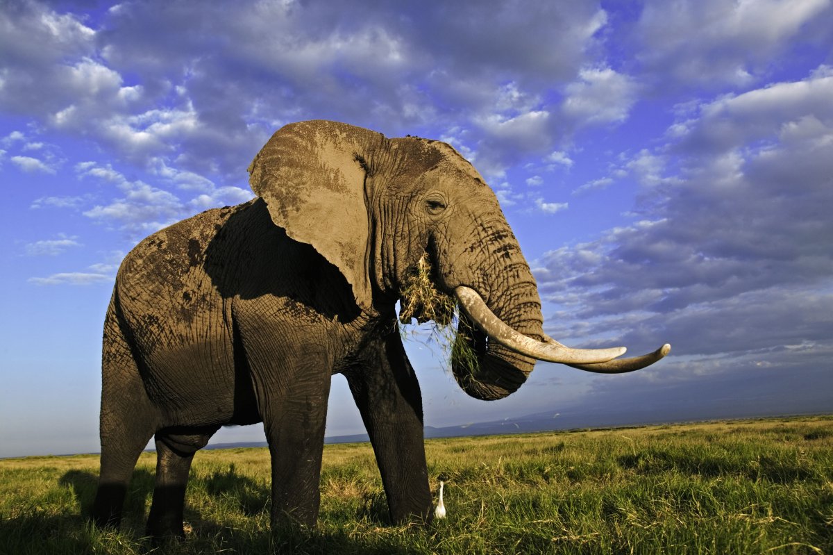 Огромный слон