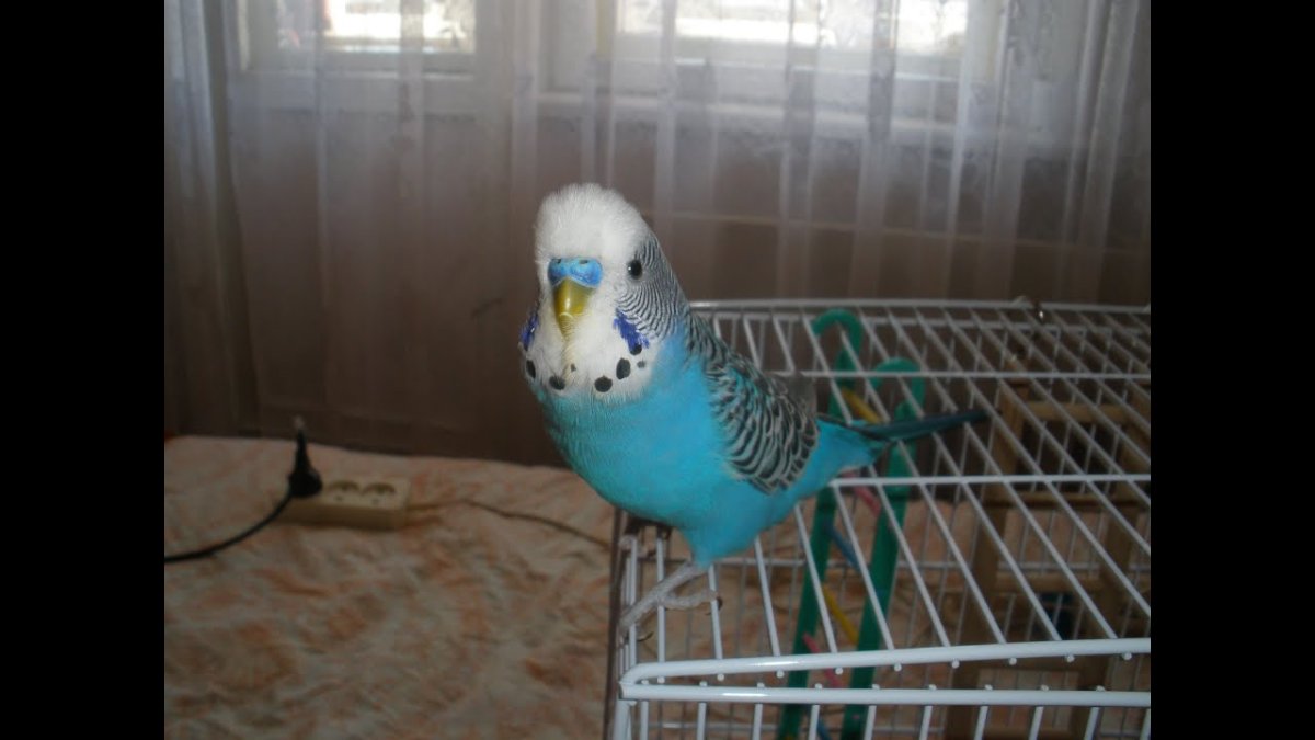 Смешные домашние животные