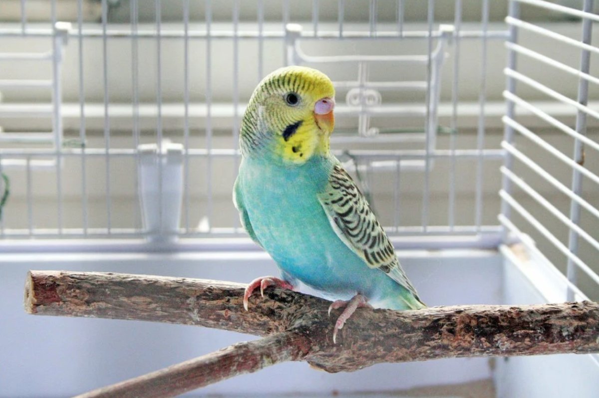 Смешные попугаи