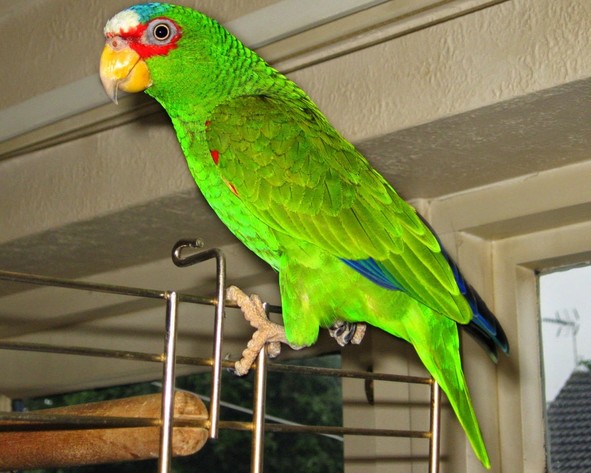 Волнистый попугай Арлекин