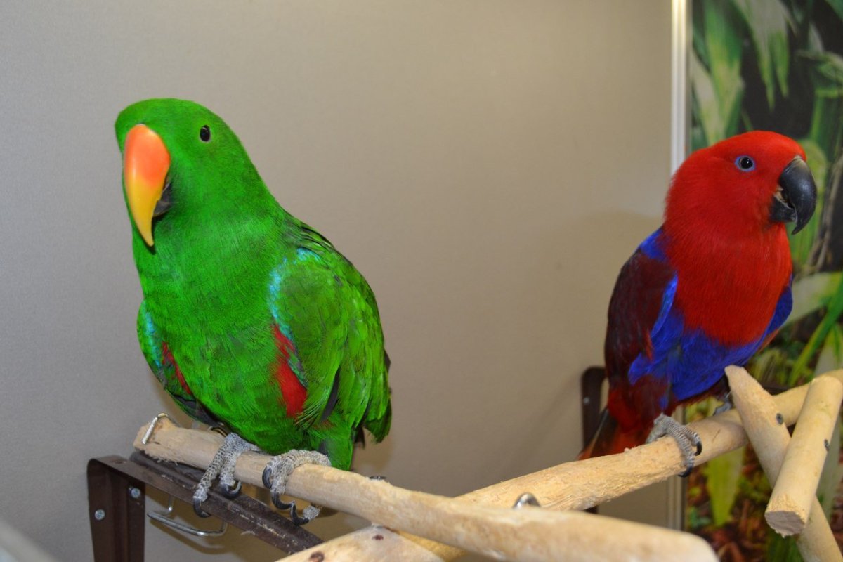 Попугай домашний большой