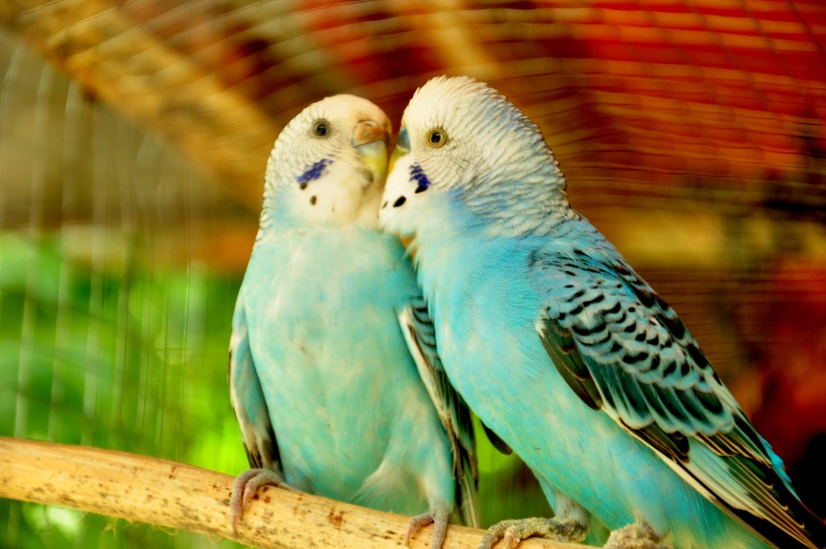 Попугай Чех