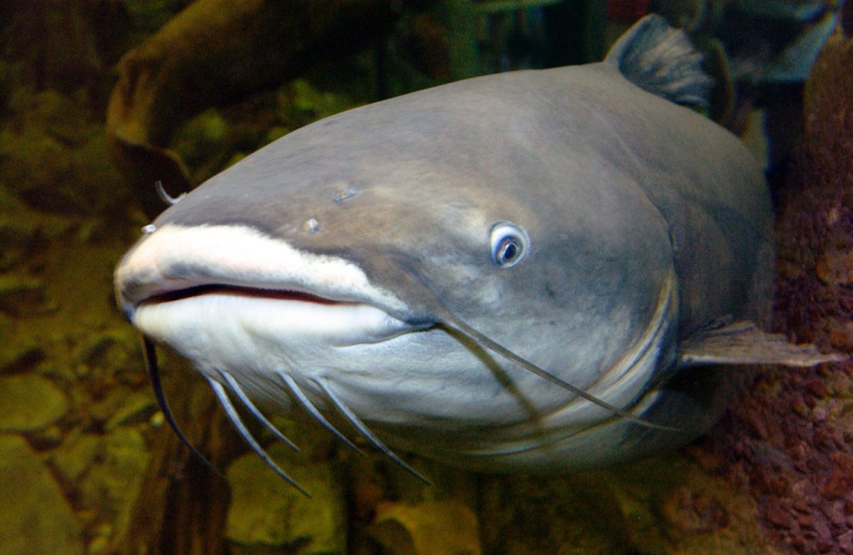 Канальный сом