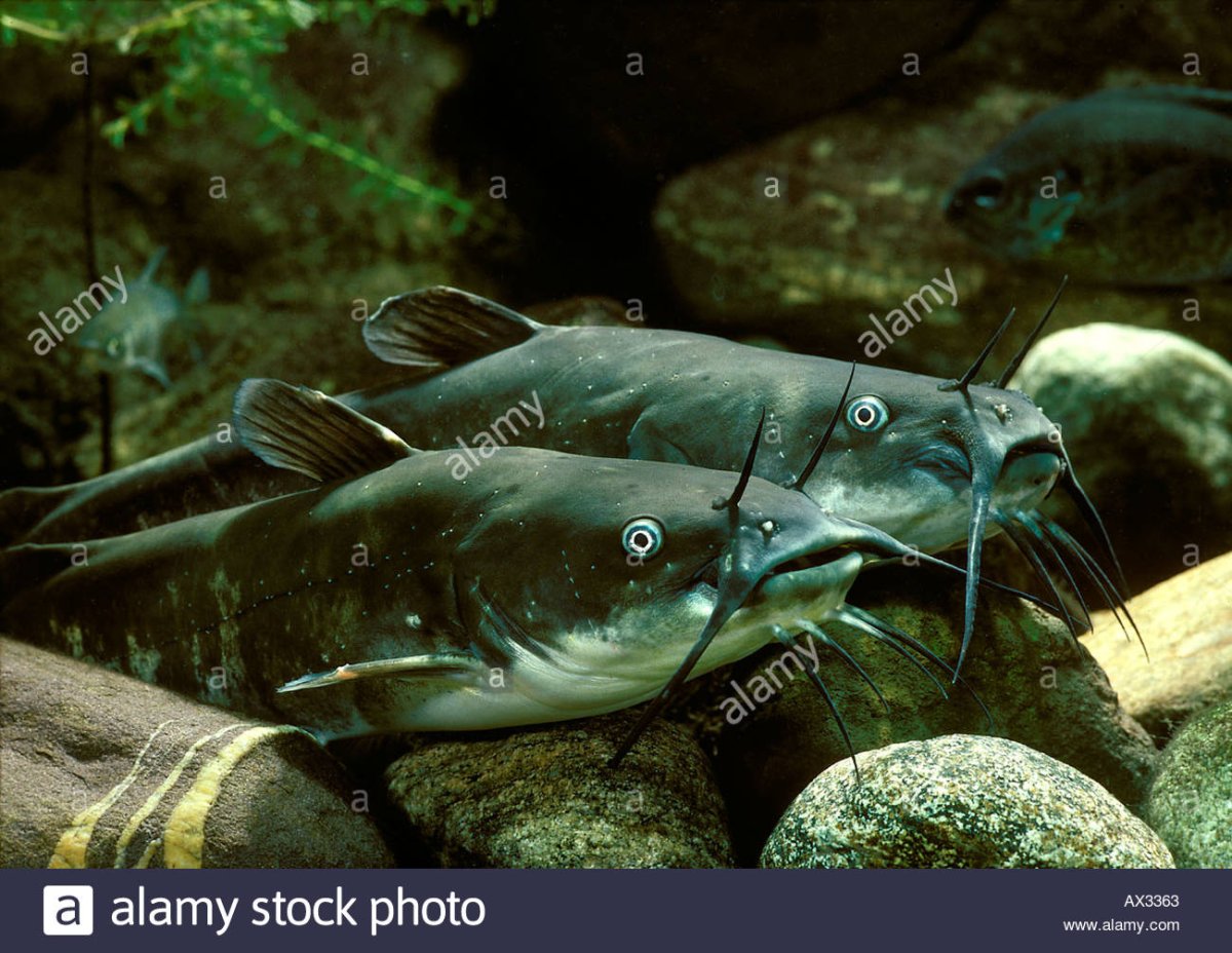 Калифорнийский сомик