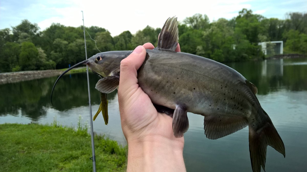 Канальный сомик Ictalurus punctatus