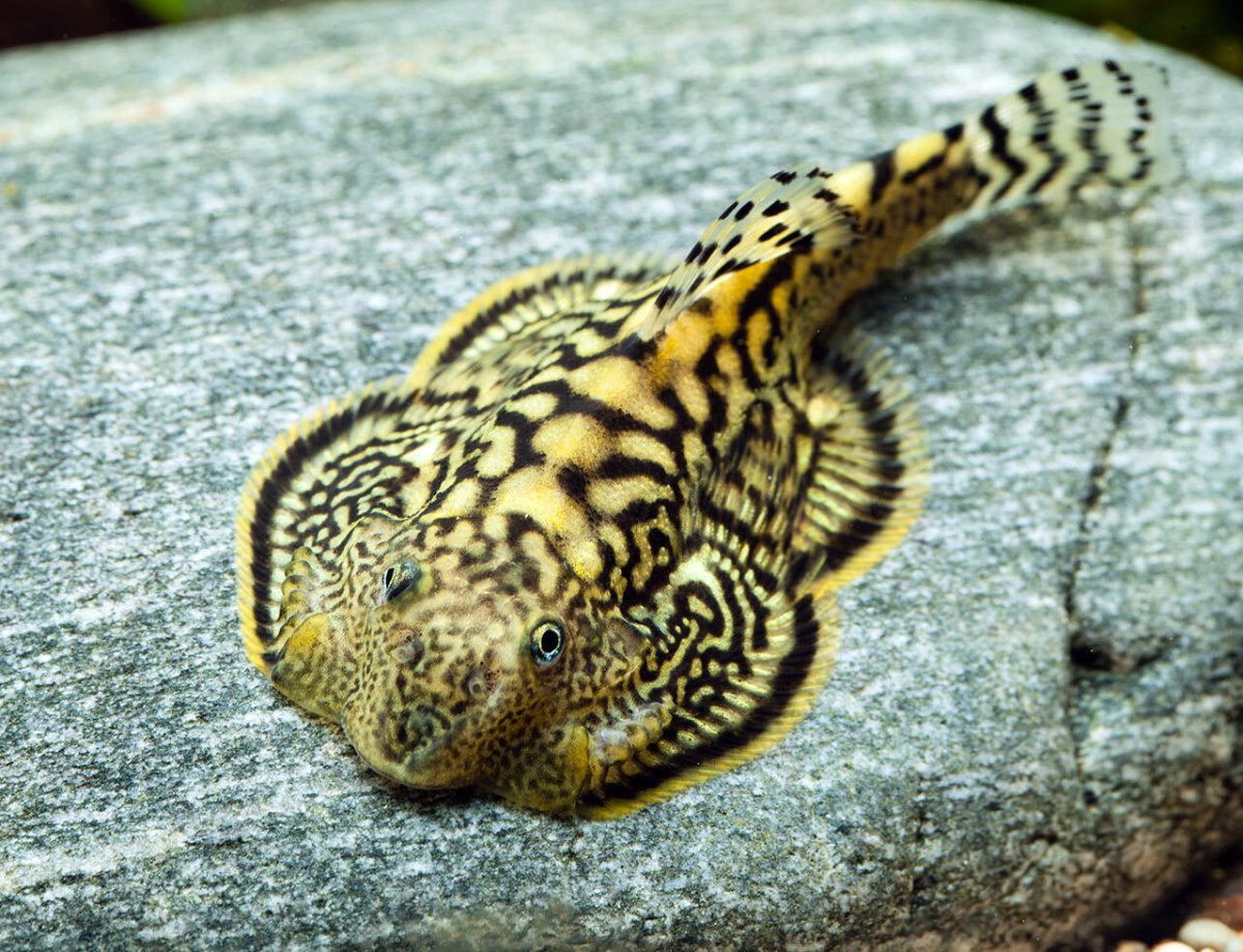 Псевдоскат Гастромизон