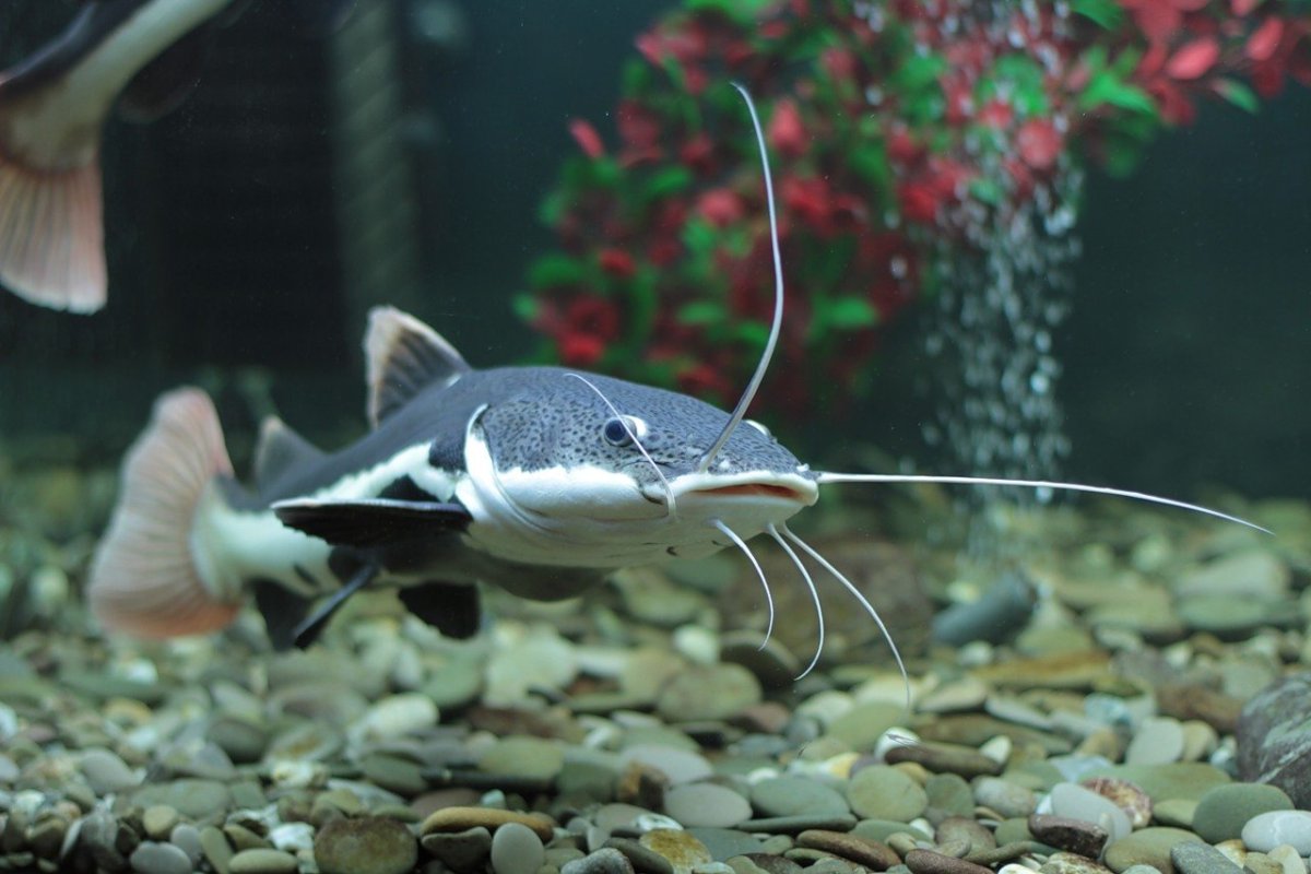 Сом краснохвостый аквариумный