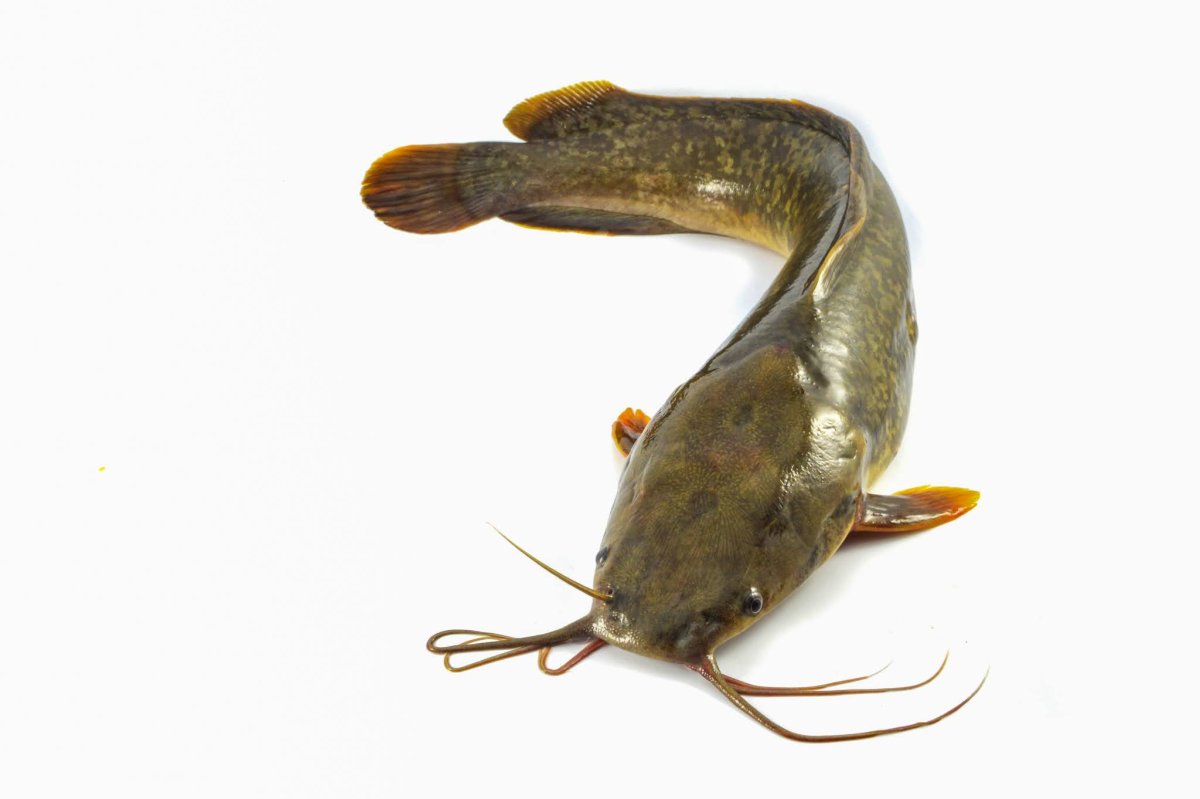 Лягушачий сом