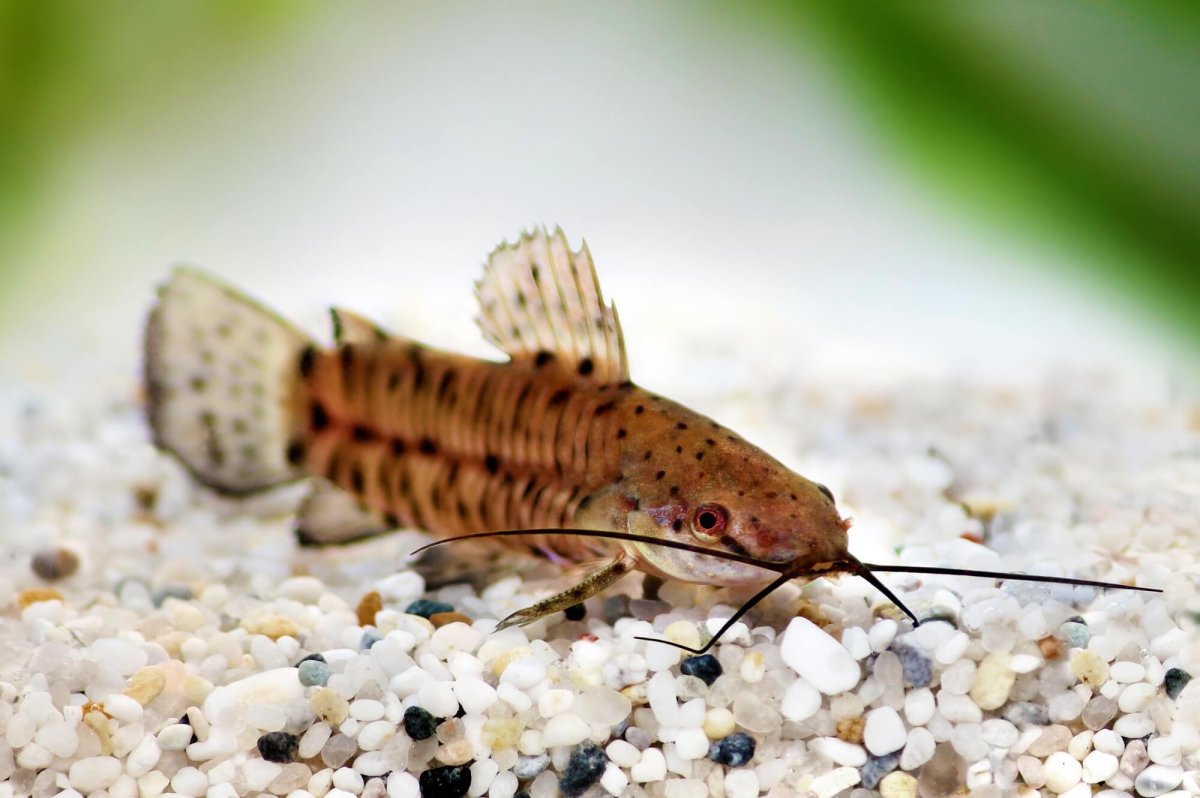 Сомик Хоплостернум торакатум