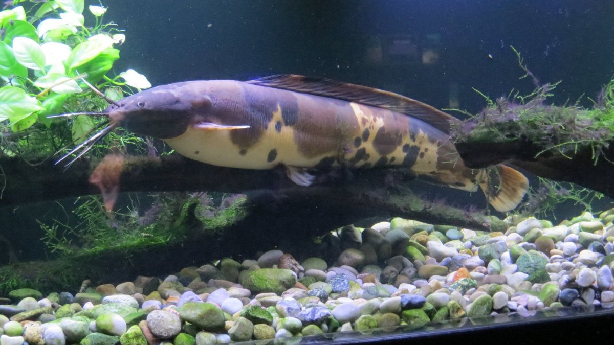 Радужная американская сом