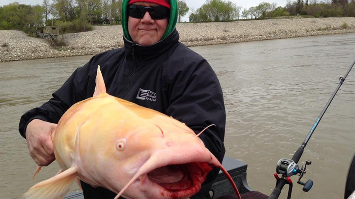 Огромная рыба в Канаде