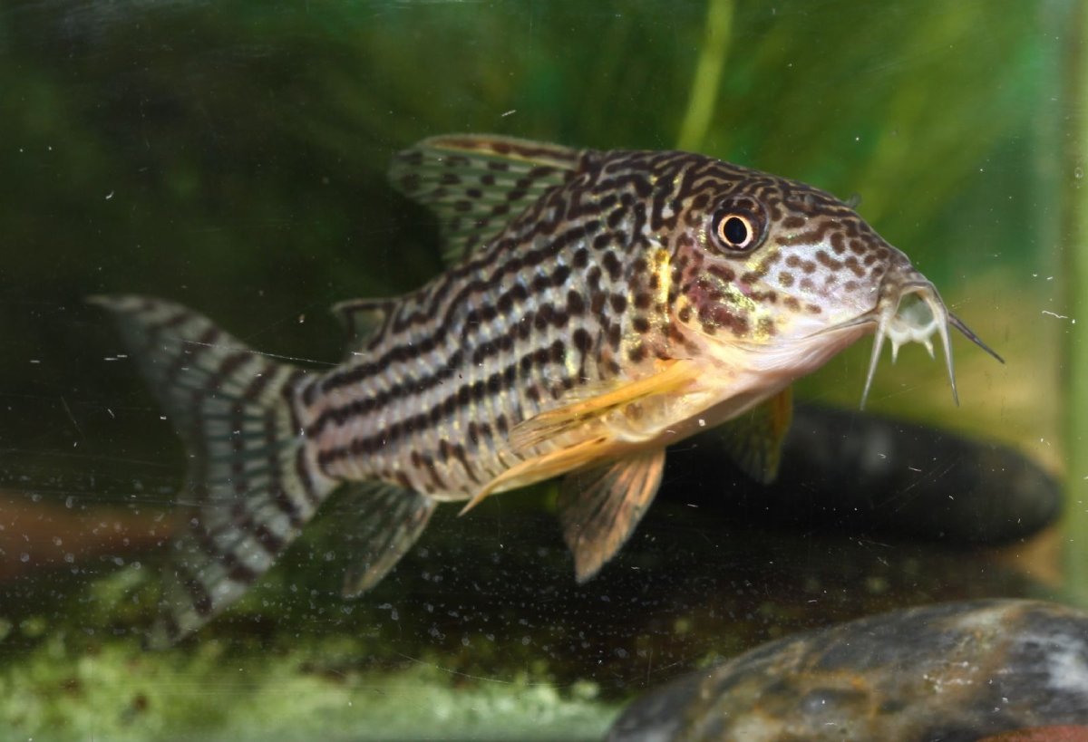 Коридорас полосатый сомик