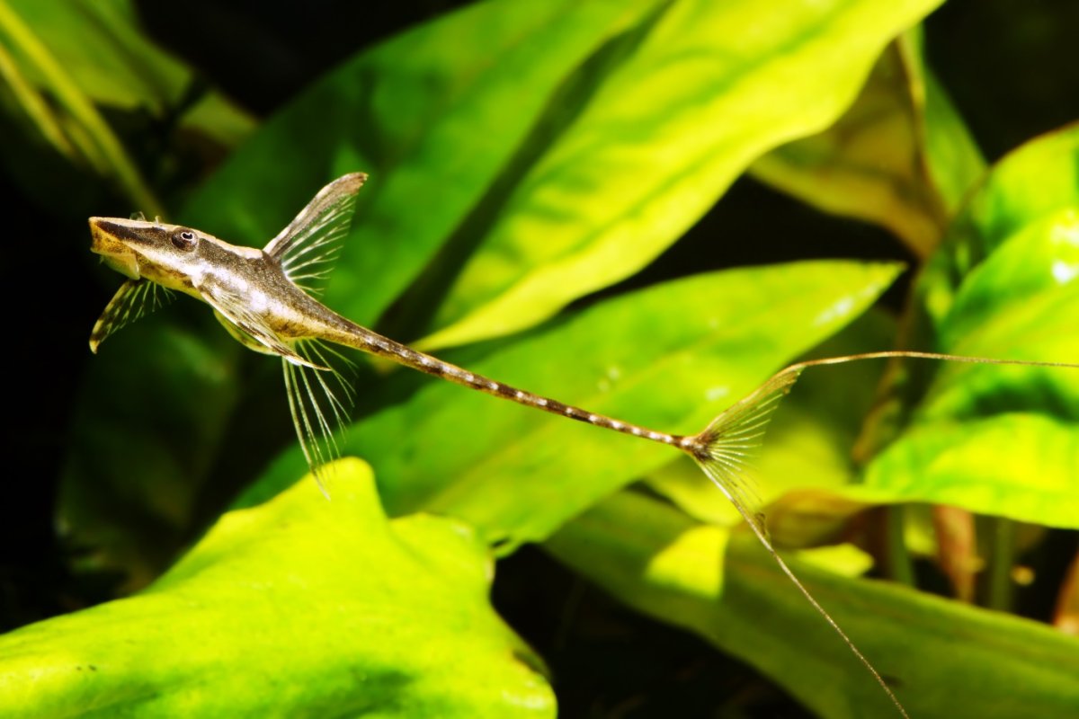 Стурисома аквариумная рыбка