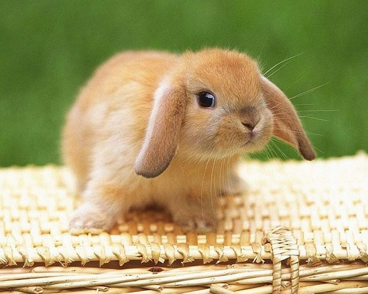 Желтый Земляной кролик