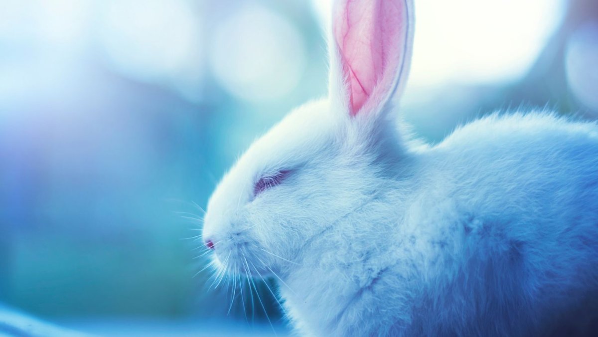 Хиколь кролики