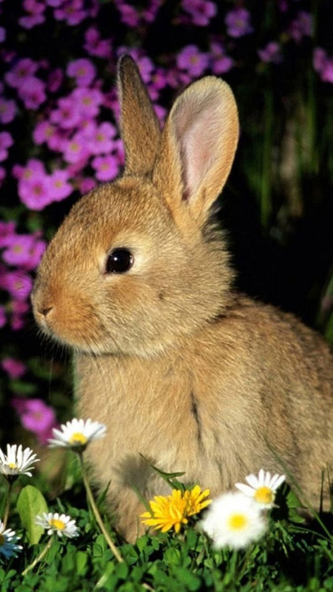 Зайчик в цвете