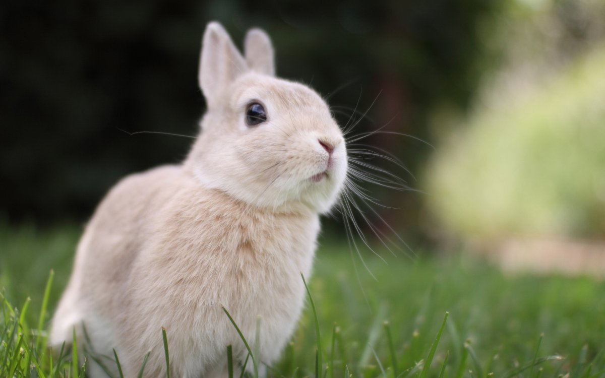 Красивые кролики