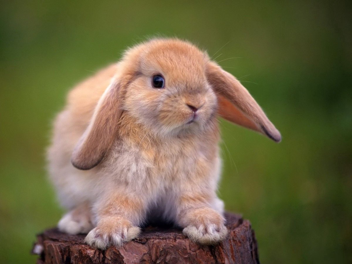 Кролик обои