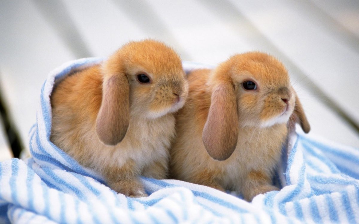 Милые зайчики