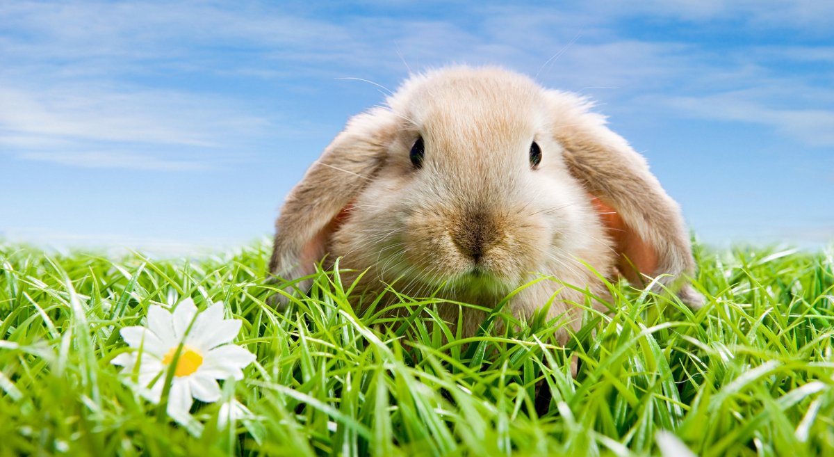 Милый кролик