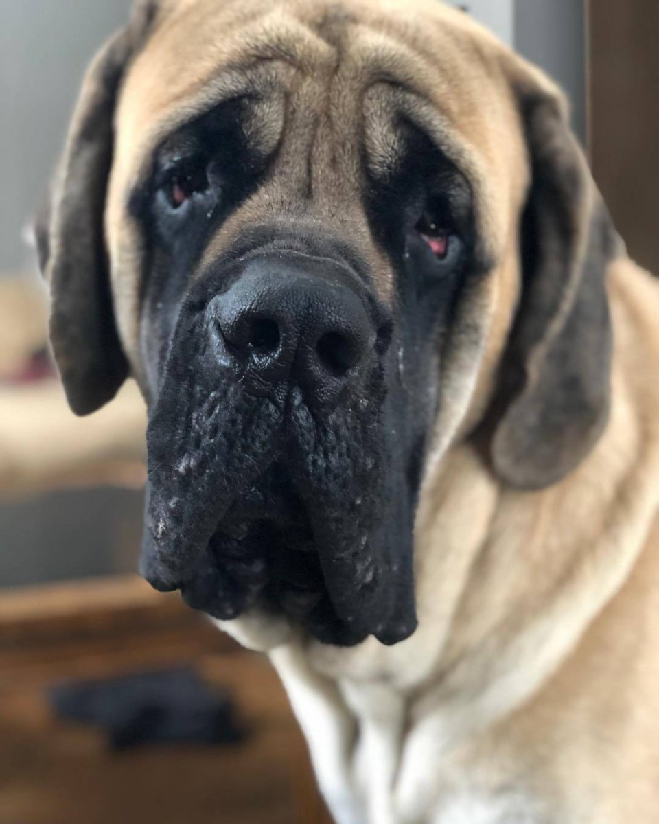 Английский мастиф