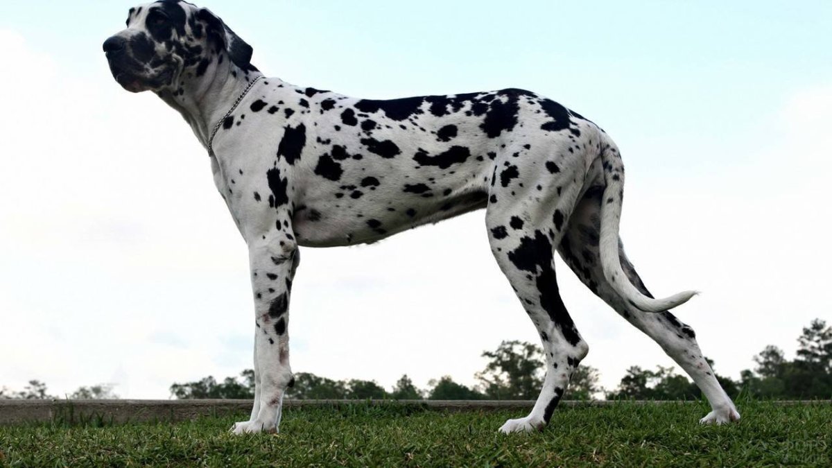 Королевский дог мраморный