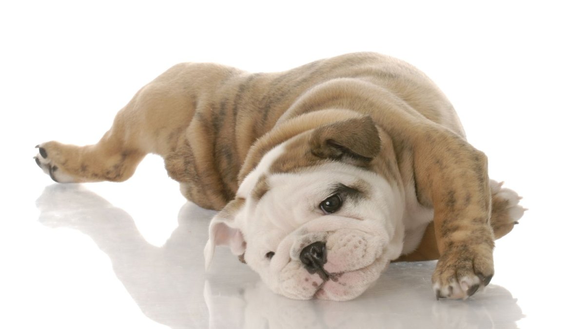Английский бульдог