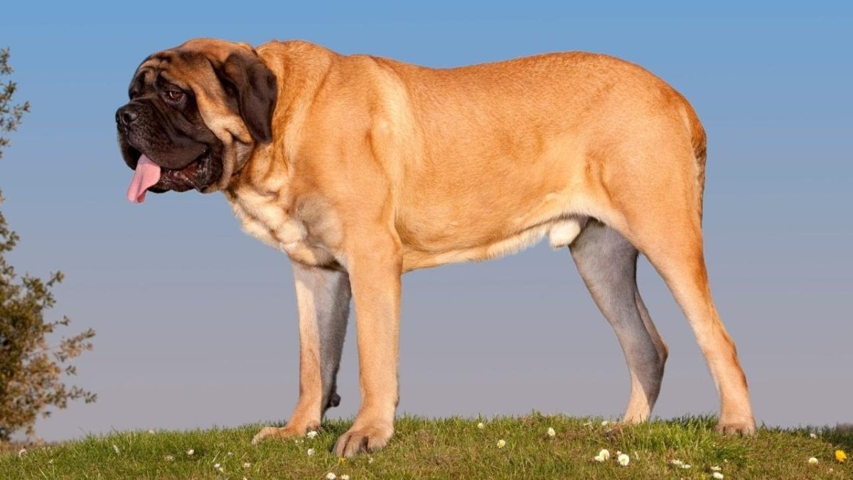 Английский мастифф мощь