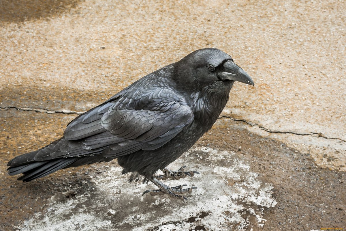 Ворон ворона Галка Грач