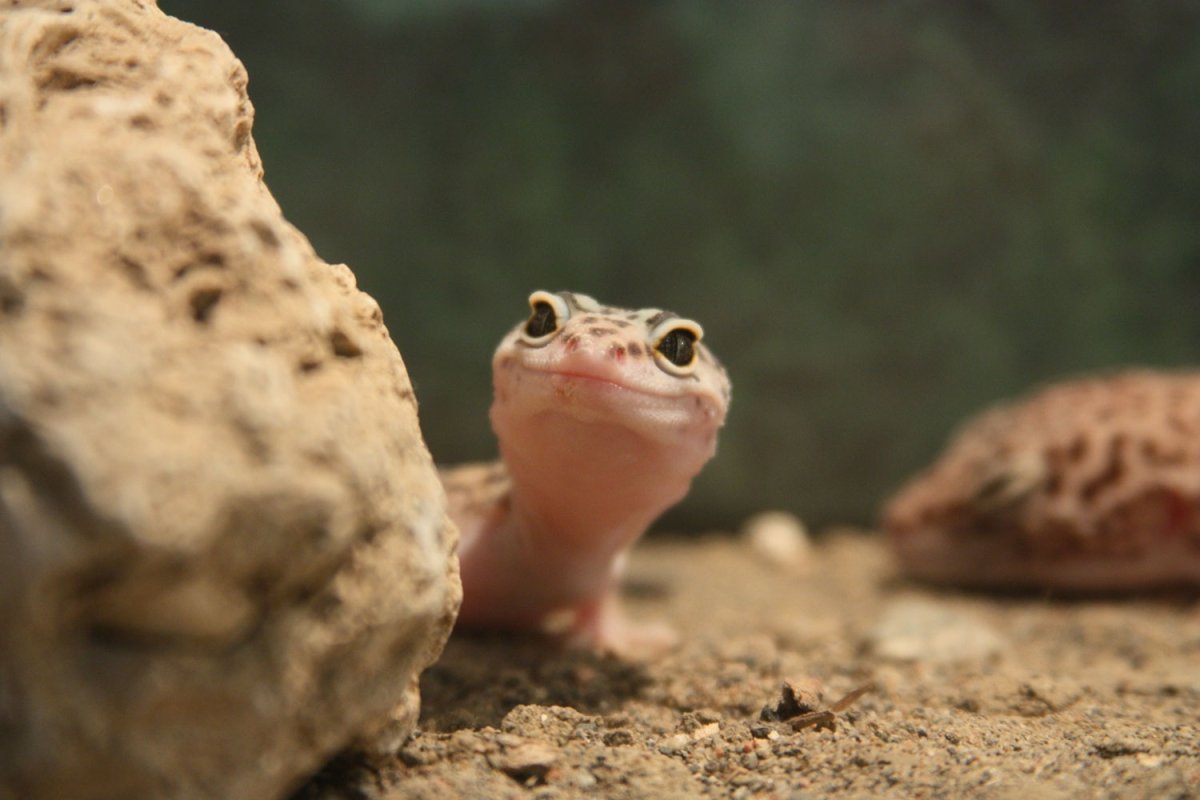 Коварная ящерица