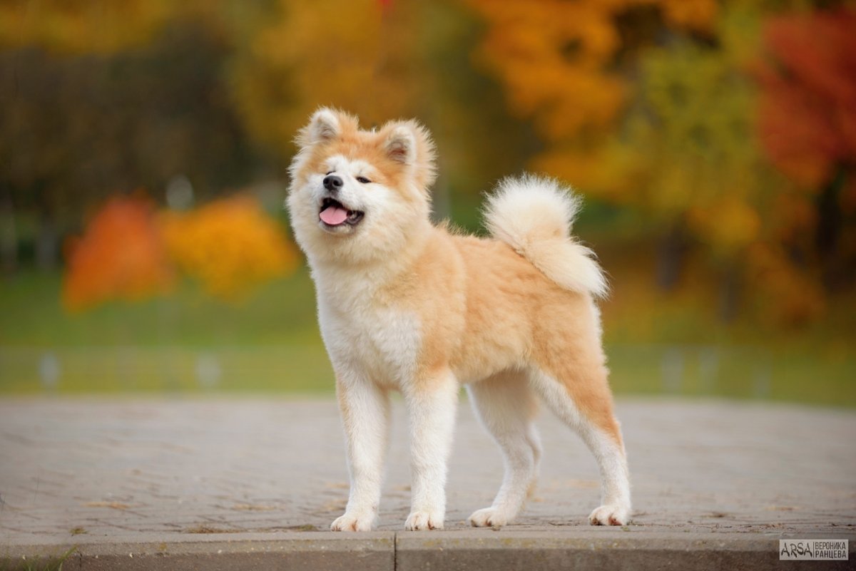 Акита ину тигровая длинношерстная