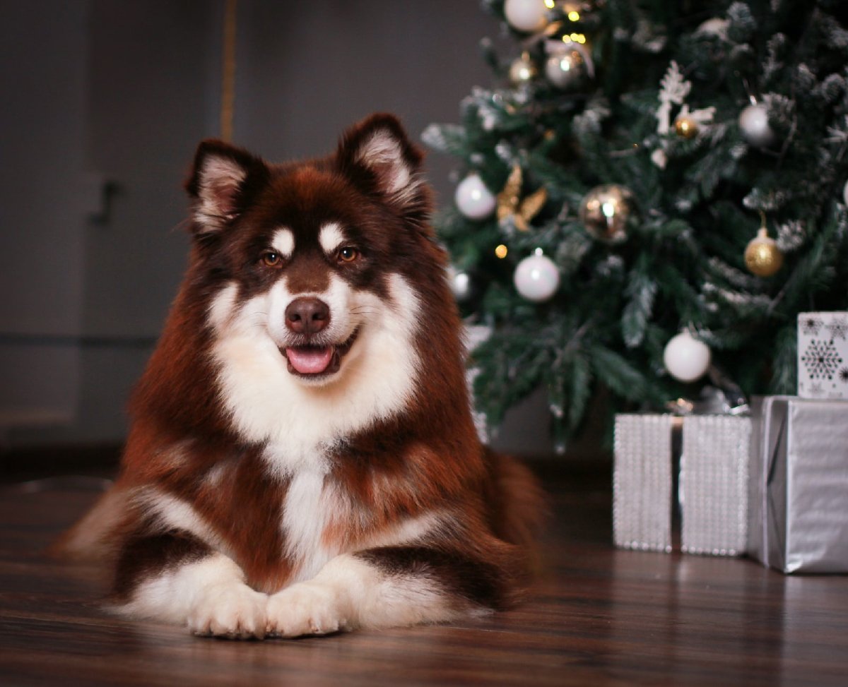 Московская сторожевая Акита