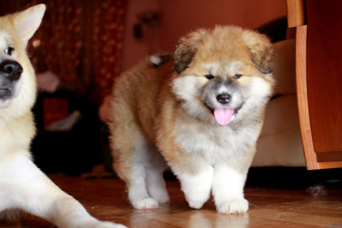 Акита-ину длинношерстная