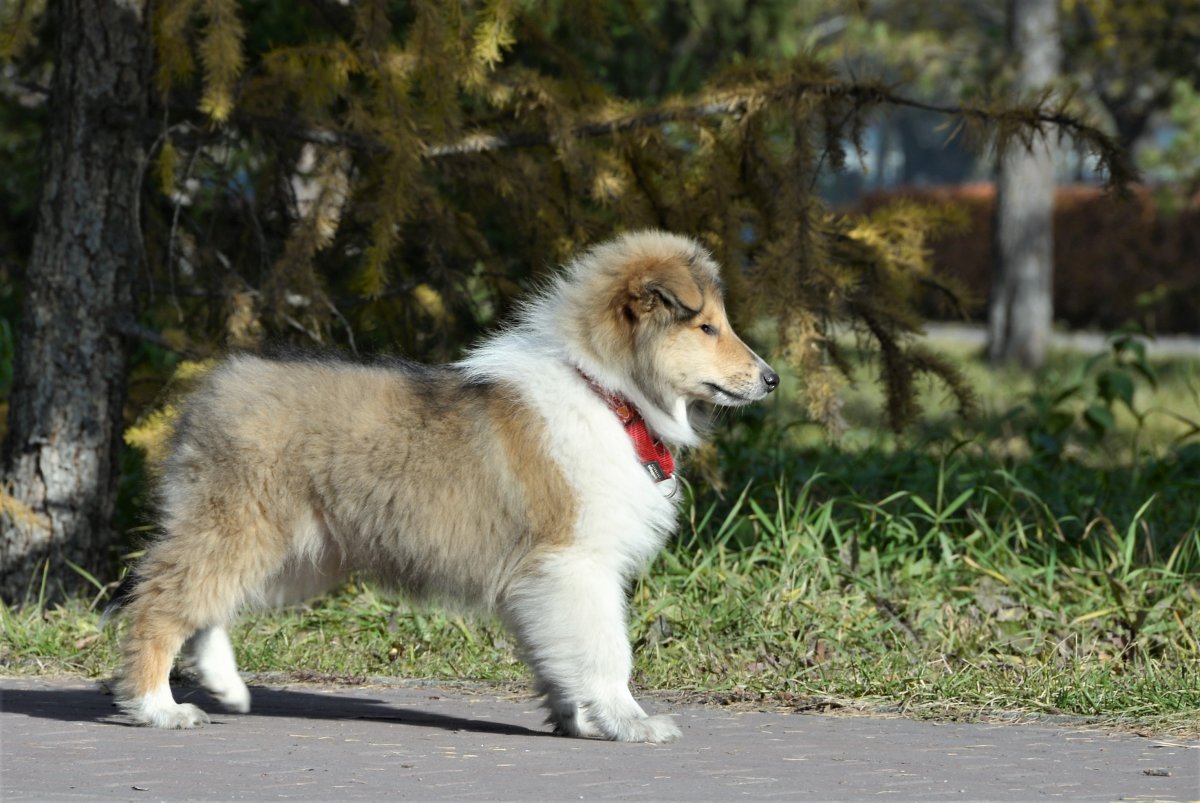 Сиба Шиба Акита ину щенки