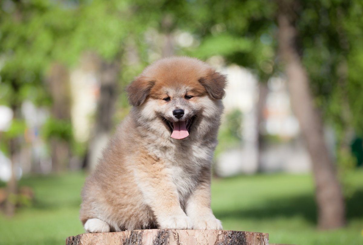 Акита-ину длинношерстная