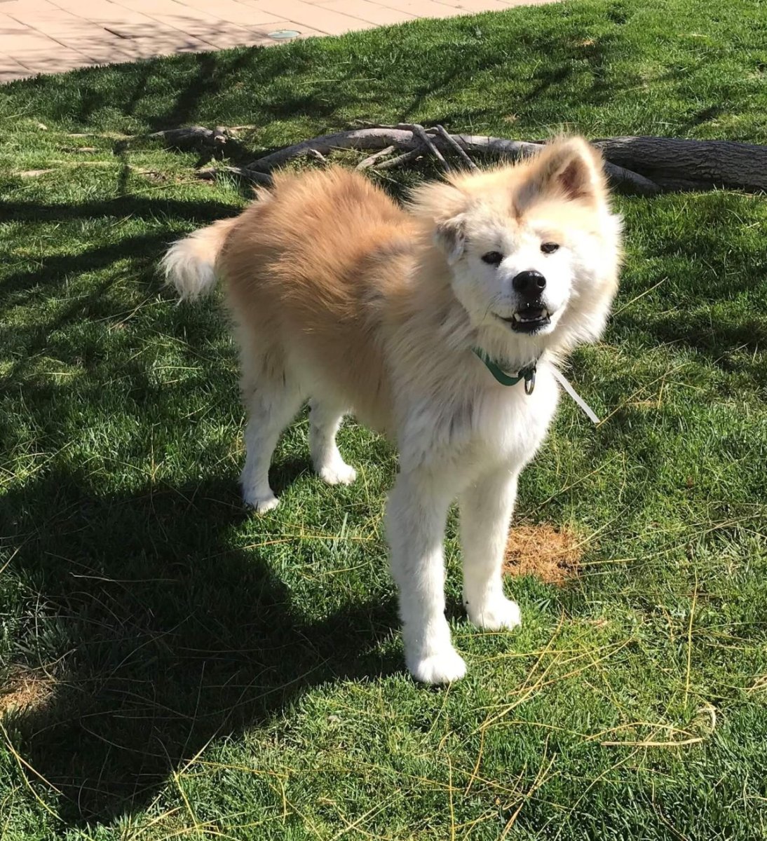 Акита-ину длинношерстная