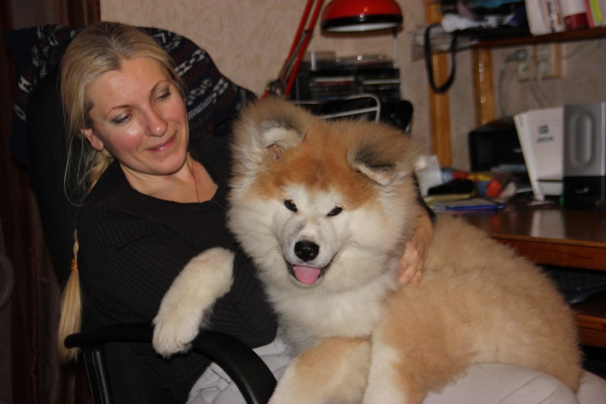 Американская Акита взрослая