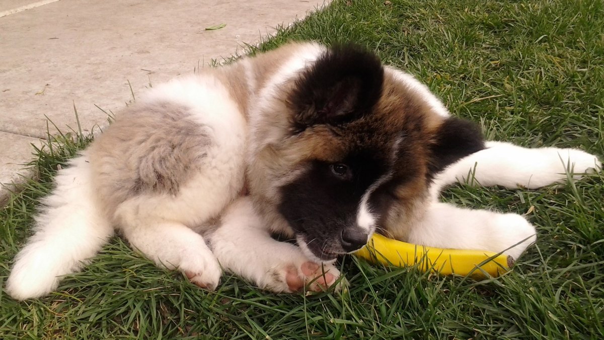 Акита ину тигровая длинношерстная