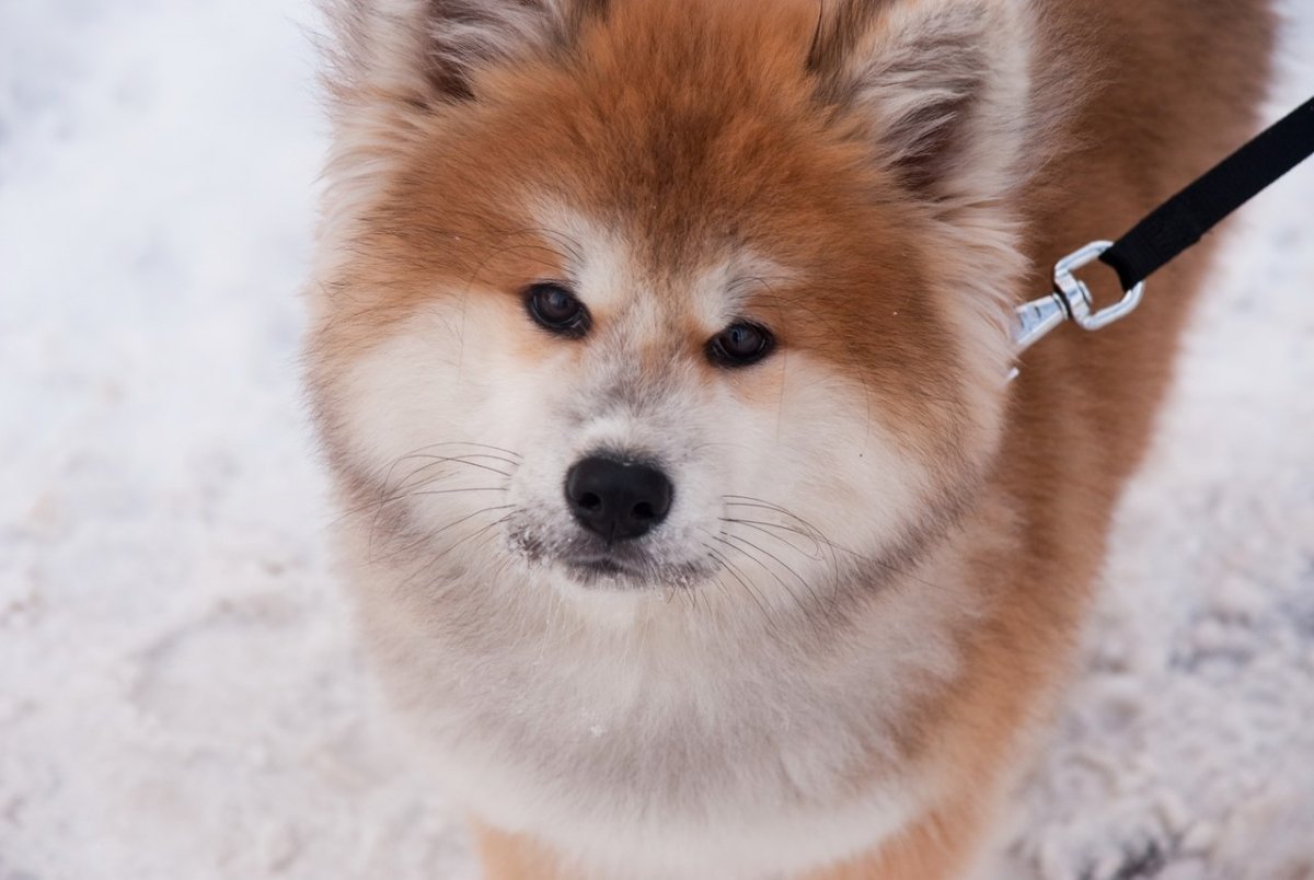 Щенок акиты ину длинношерстная как узнать в каком возрасте