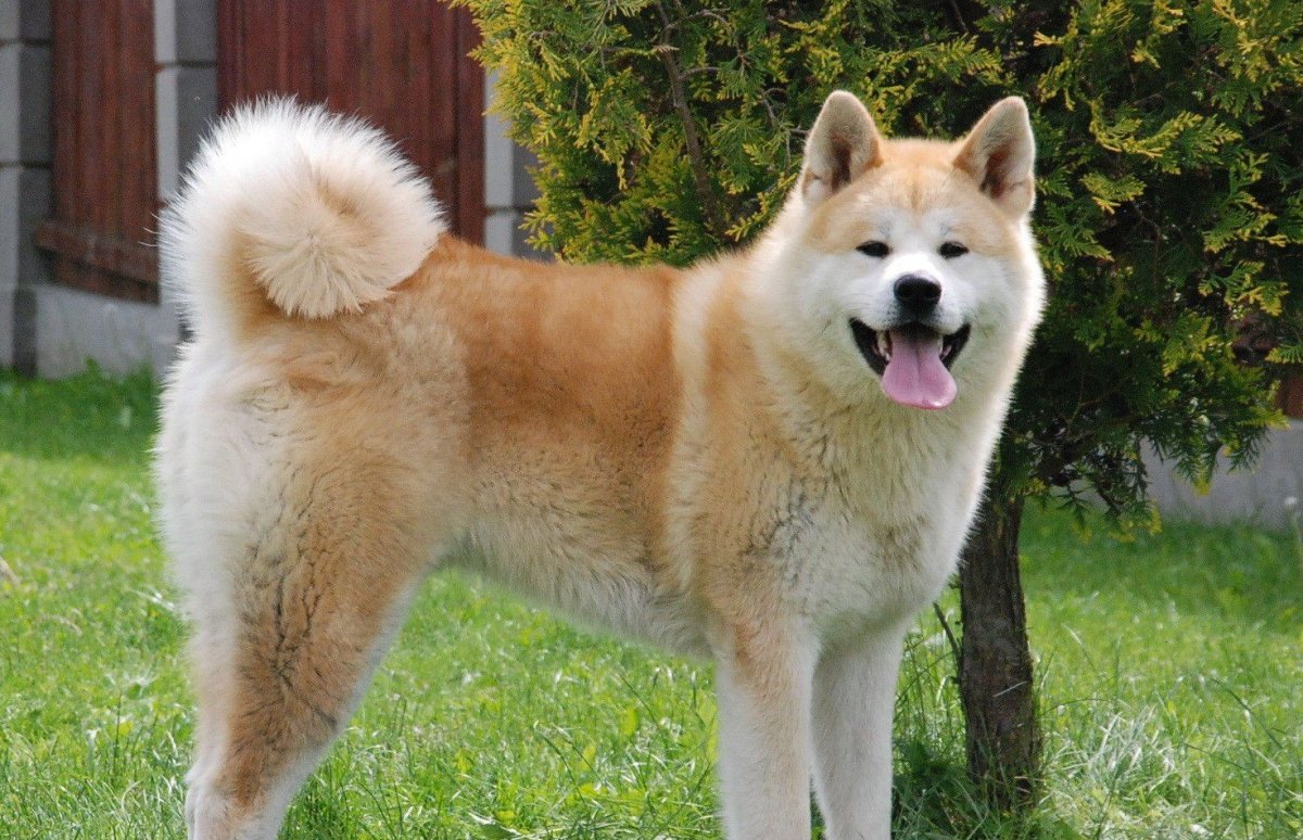 Сиба ину мини