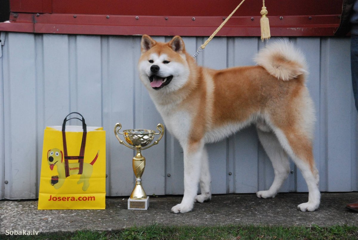 Акиту ину полицейский арт