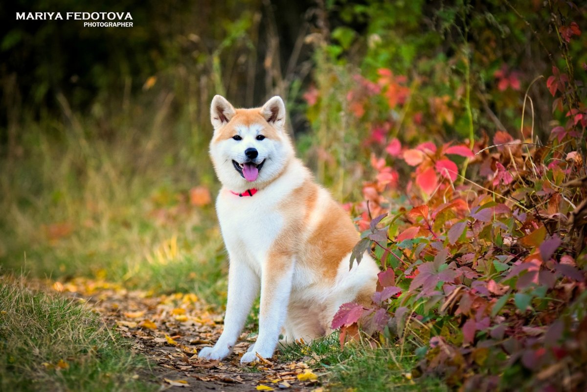 Акита-ину длинношерстная белая