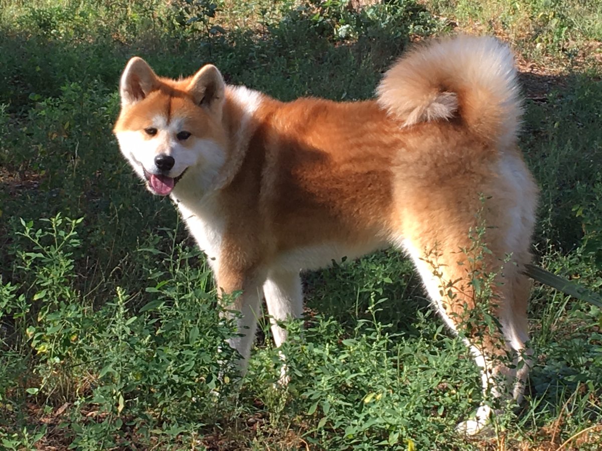 Длинношерстная Акита серый