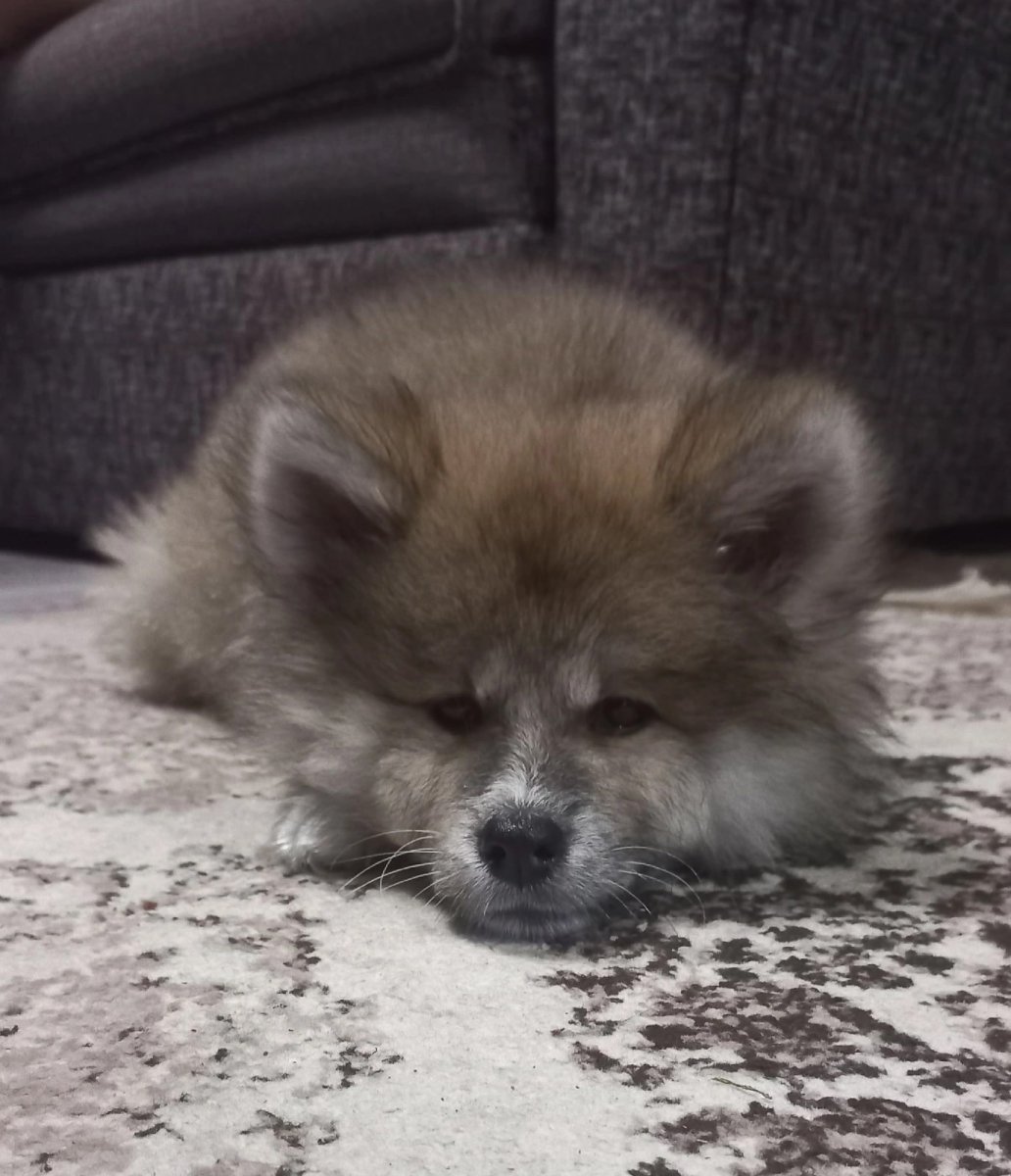 Американская Акита и сиба ину