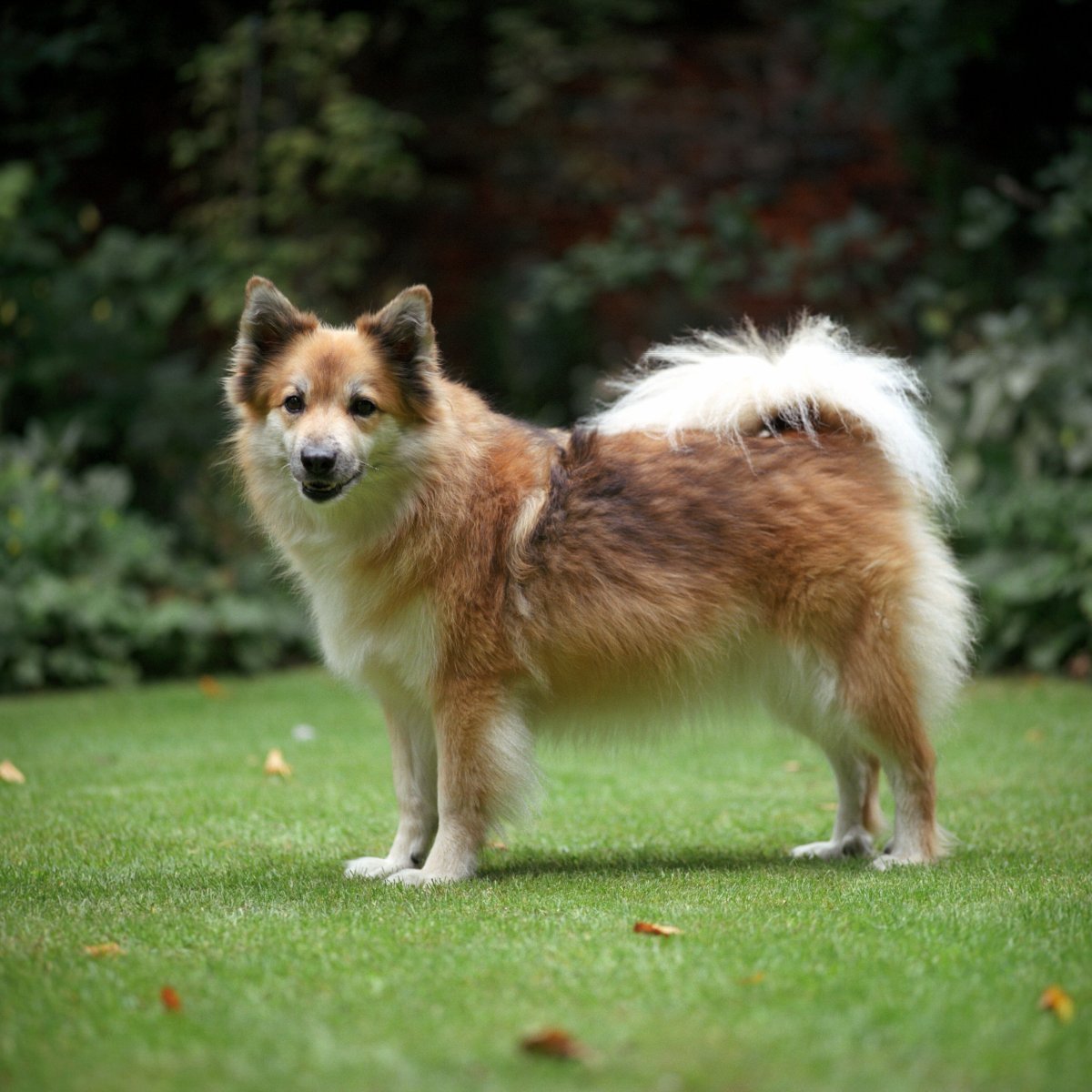 Самоедская лайка черная