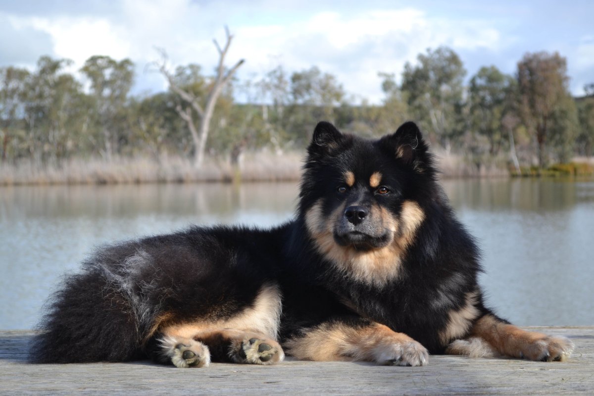 Девушка японка с Акита-ину