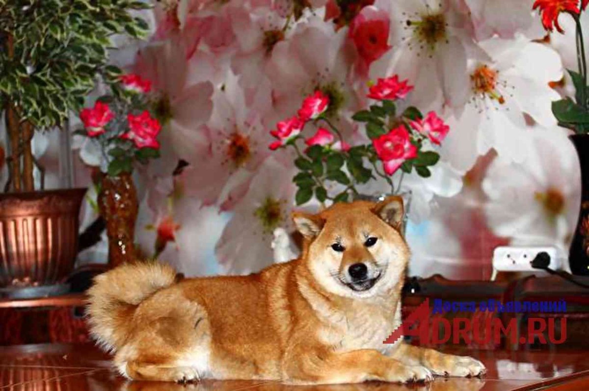 Сыбоб собака